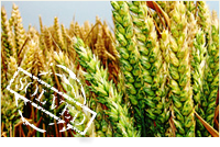 Crops